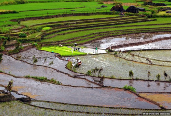 Climate-friendly-rice-farming-in-the-Philippines-Global-Ideas