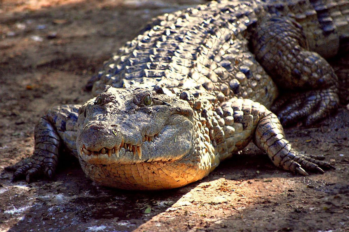 Crocodile Conservation Hub Expected To Rise In Isabela State University