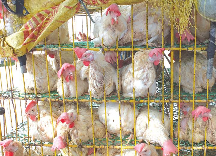 Local broiler group to Dar Check online poultry sale Jasper Y. Arcalas