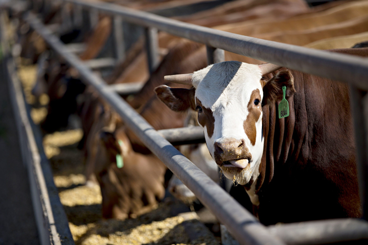 Beef Industry Battles To Scrub Polluter Image As Vegan Burgers