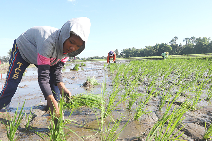 PBBM touts expanded crop insurance, farm resilience