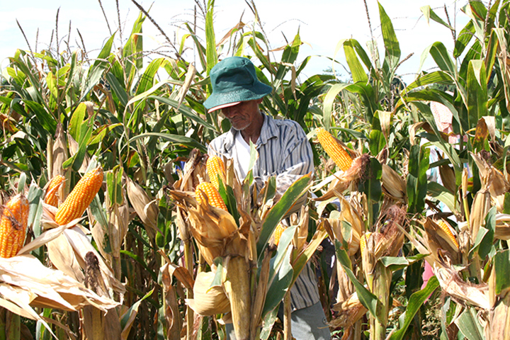 Crop tour projects record 2025 U.S. corn harvest, but disease could hit yields – NBC News